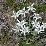 Le Petit Refuge Cervinia *